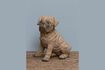 Miniaturansicht Hundefigur aus braunem Kunstharz Mops 1